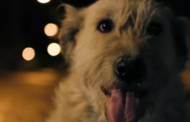 На украинском фестивале социальной рекламы победил ролик о бездомных животных