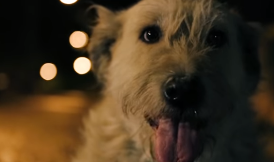 На украинском фестивале социальной рекламы победил ролик о бездомных животных