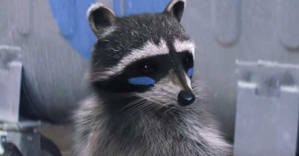 Агентство AIDA Pioneer научило енотов сортировать мусор. Теперь очередь за нами!