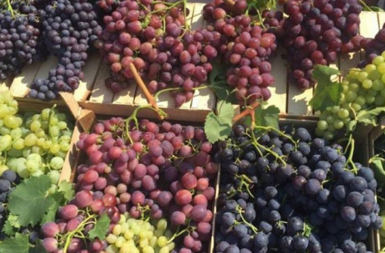 «Винные туристы» съедутся в Молдову