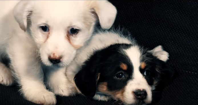 Помочь животным может каждый