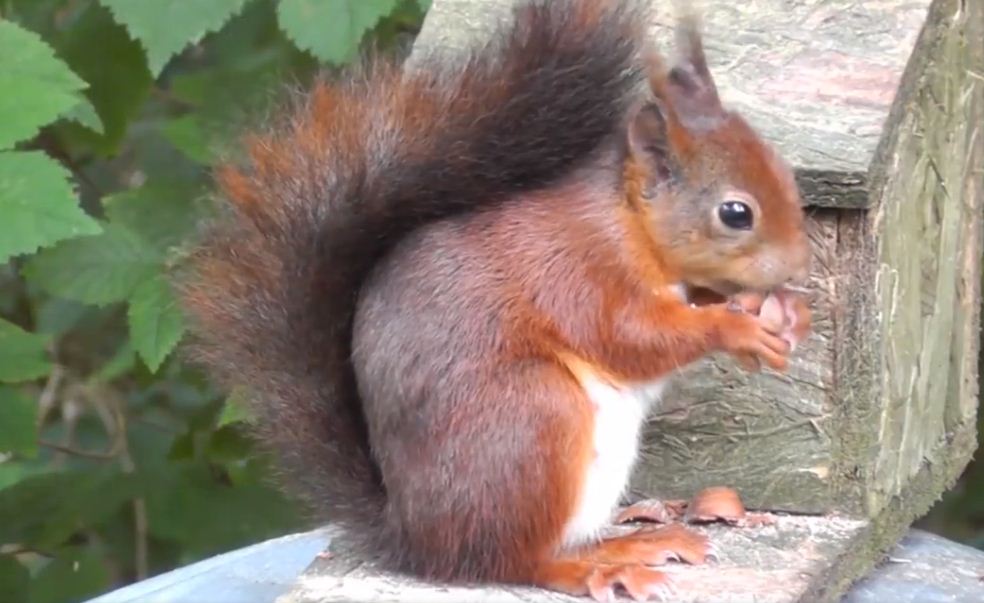 Год культуры – 2018: воспоминания «Рекламной Белочки»