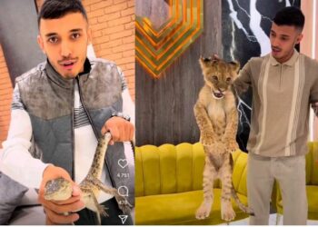 За львёнка и крокодила ответишь!