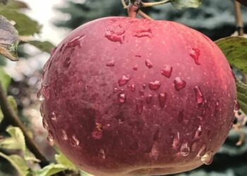 Яблоко получит правовую охрану