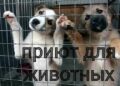 Депутат: о возможности взять домашних животных из приюта граждане должны знать больше