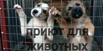 Депутат: о возможности взять домашних животных из приюта граждане должны знать больше